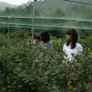 치목삼베마을 이미지