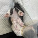 고양이 미용실 안냥 이미지
