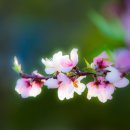 복사꽃향기 이미지