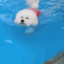 비숑마을펜션 이미지