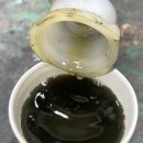 영카센타 이미지