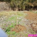 자두나무농장 이미지