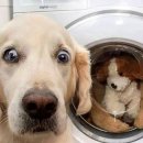 댕댕이# 이미지