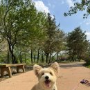 별따줄개 이미지