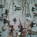 오리사냥 이미지