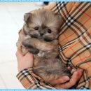 미유펫 강아지고양이 구미점 이미지