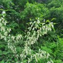 회덕마을 입구 이미지