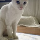 CH동물병원 이미지