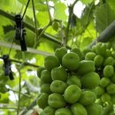 가온누리 농장 이미지