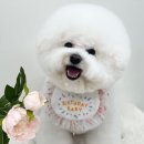 디어마이모모 이미지