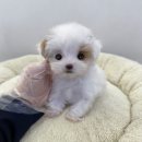 오늘독 | 드림독 인천에서 첫 강아지 분양 준비 후기, 설렘이랑 현실이 같이 온 날 🐾