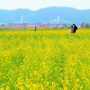 금호강하중도 이미지