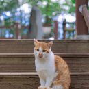 고대카서비 | 세종 오봉산 나 홀로 등산 후기 / 맨발로 걷는 산 (해발 262.4m)