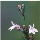 로벨리아(lobelia) 이미지