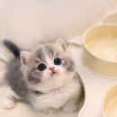 캣앤캣 고양이 병원 티스토리