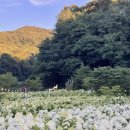 (주)프레이밍 | [카페 리뷰] 청주 카페 &lt;프레이밍&gt; 실시간 유럽수국 개화 현황｜유럽수국, 목수국, 청주 유럽수국, 유럽...