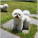 미니퍼피 이미지