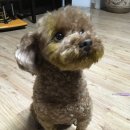 푸들사랑 이미지