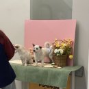 펌킨 펫하우스 서울숲 이미지