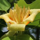 괴산청국장 이미지