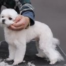 Coco Grooming 이미지