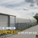 오누이농장 | 삼면포장기 : 식품포장에 가장 효율적인 포장 기계 팀팩의 삼면 포장기입니다.