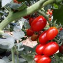 동혁농장 이미지