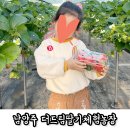 드림농장 | 남양주 딸기따기체험 더드림딸기체험농장 재방문 후기