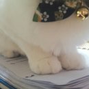 고양이 하루 이미지