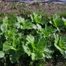 예곡농장 이미지