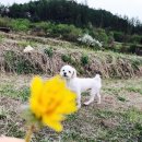 마카롱키친