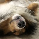 드린겐 애견테마파크 이미지