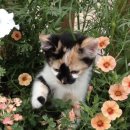 경북반려동물장례식장 이미지