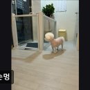 꼬순멍 이미지