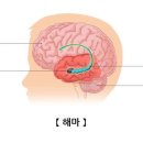 해마 이미지