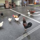 나루터곰탕 이미지