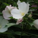 더 사랑하고 싶어서 이미지