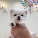 몽슈슈 강아지 이미지