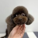 사개절 펫살롱 이미지