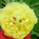 목단농장 이미지