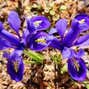 봄마중(2월에는) 이미지