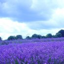 라벤다 이미지