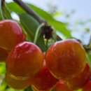 복주농장 이미지