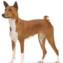 강아지야 이미지