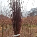 미림농원 이미지