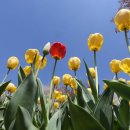 튤립 이미지