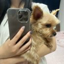 윤끼네일 | 실수로 올려꾸 그냥 올리꾸