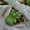 수미농장 이미지