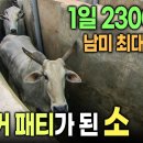 하루 소 2300마리 도축가능한 남미 최대 도축장 이미지