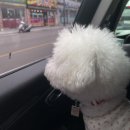 장가네강정